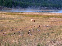 Yellowstone (55).JPG
